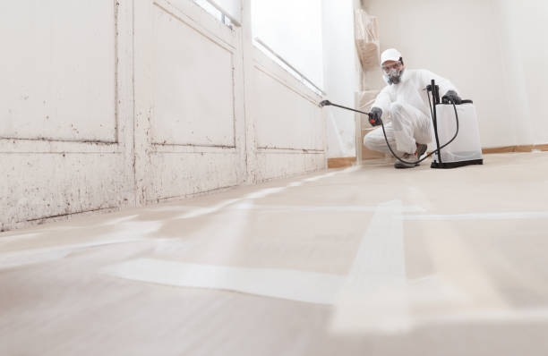 24/7 Emergency Attic Mold Removal experts in Arlington Heights, IL