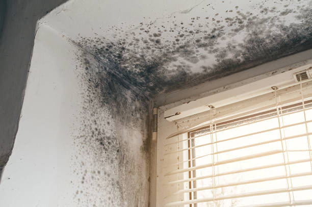 Trusted Black Mold Removal service in Arlington Heights, IL - Cheap Mold Removal